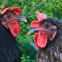 Veronica! I know these chooks are killing you! Ep 95