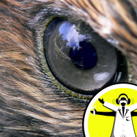 Heres Looking at You - the Science of Vision