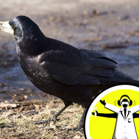 Life in the Branches