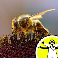 Creatures in Colonies