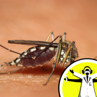 Repelling Pests - Mosquitoes, Moths and Weeds