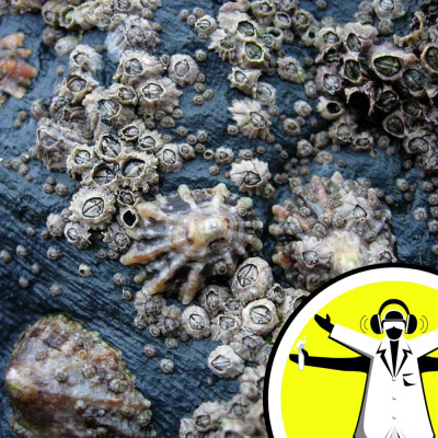 The Naked Scientists Podcast