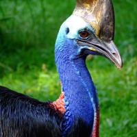 TKAM #981 Rise of the Cassowary #AirOutWednesday