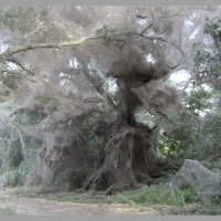 Spiders: How Many Can There Be?