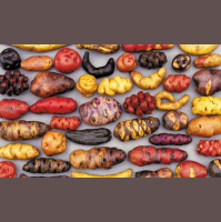 How Potatoes Took Over the World