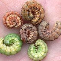 How to Get Rid of an Earworm