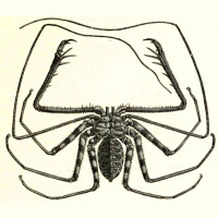 Ants: Tiny Brains, Full Hearts