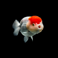 Why Goldfish Swam Into Our Living Rooms. Plus, Best Pet Vocalist