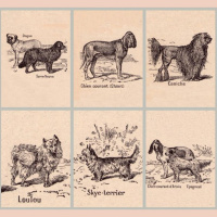 What Do Dogs Say When They Bark?