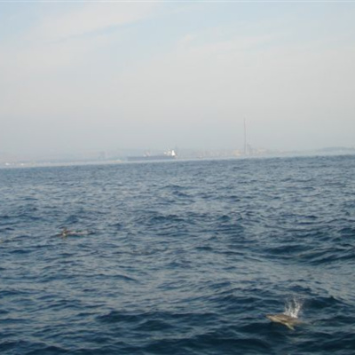 Eva Grafs Intuitions Podcast