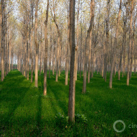 Humans have made the planet greener, and why that could be a mixed blessing.