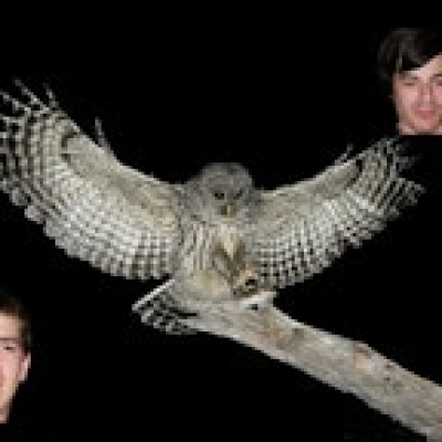 Owls And Pals
