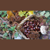 Reportaje | La castaña: el fruto seco que nunca pasará de moda