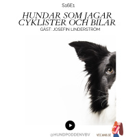 Säsongsstart S16: Hundar som jagar cyklister och bilar