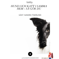 Hund och katt i samma hem – så gör du