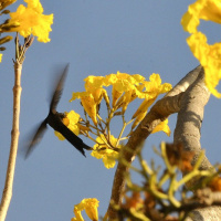 Com a primavera, a esperança de que tempos melhores não só virão, como precisam vir