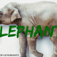 Elephant in the Room: I Just Cant