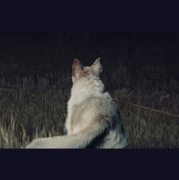 36: It Comes at Night