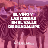 El vino y las cebras en el Valle de Guadalupe