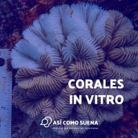 Corales in vitro