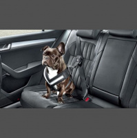 Mascotas en los autos