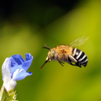 Pip Permaculture Podcast #19 Native Bees with Megan Halcroft