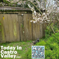 MikesDailyPodcast 2577 Chicory