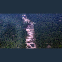 Ibama suspende atividades de 32 madeireiras suspeitas de comércio irregular de madeira da Amazônia Legal em MG