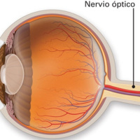Conoce la importancia del nervio óptico