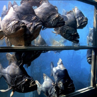 Piranha (1978)