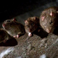 Graveyard Shift (1990)