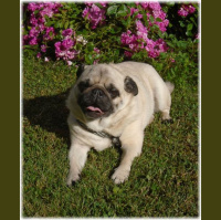 KOE - Einführung zu Nierenerkrankungen