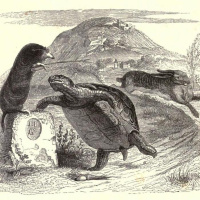 SFTSA Episode 104 - Tortoising and Hare-ing