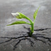 Can We Find Another Word for Emerging?