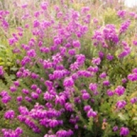 Rise And Root - Permaculture And Chronic Illness