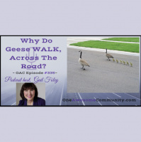 OAC 335 Why Do Geese WALK Across The Road?