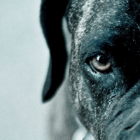 Los perros duros no saben bailar