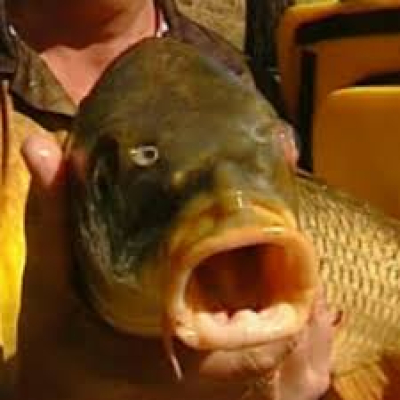 Big Fish