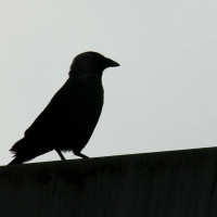 Paramichia pa o Rom thaj e 9 kakarashki