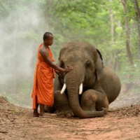 #10 - LES AVEUGLES ET LÉLÉPHANT