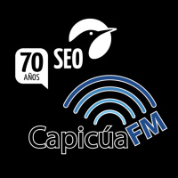 SEO es de pájaros y POSICIONAMIENTO es de sitios web