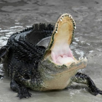 Alligators Revised Episode 10 by Ken David Stewart