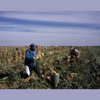 Farmworkers and COVID-19