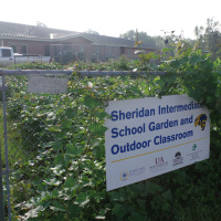 Agcast: School Garden Sweet Potato Harvest