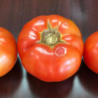 AgCast: John Gavin on 2018 Tomato Production