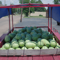 AgCast: A Family Watermelon Tradition