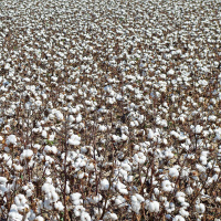 AgCast: Brandy Carroll on Cotton Signup