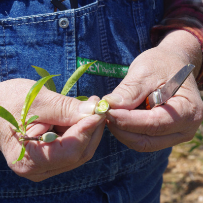 Arkansas Farm Bureau Podcast