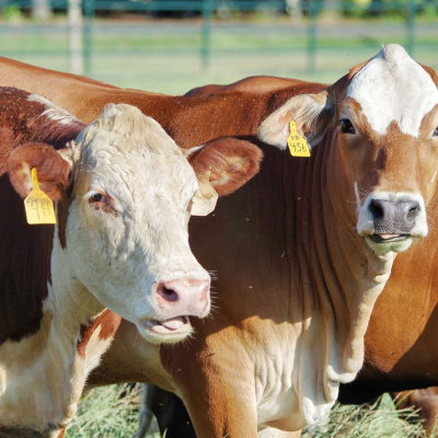 Arkansas Farm Bureau Podcast
