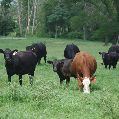 Arkansas Farm Bureau Podcast